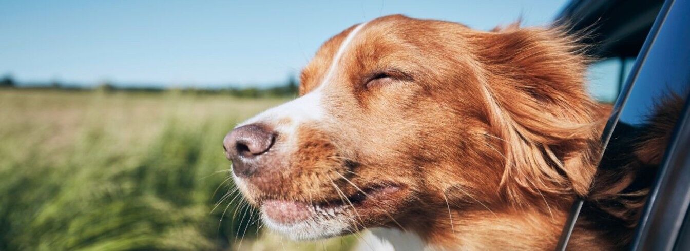 A close-up portrait of a happy dog enjoying the ocean breeze, highlighting pet-friendly accommodation options available with Padre Getaways.