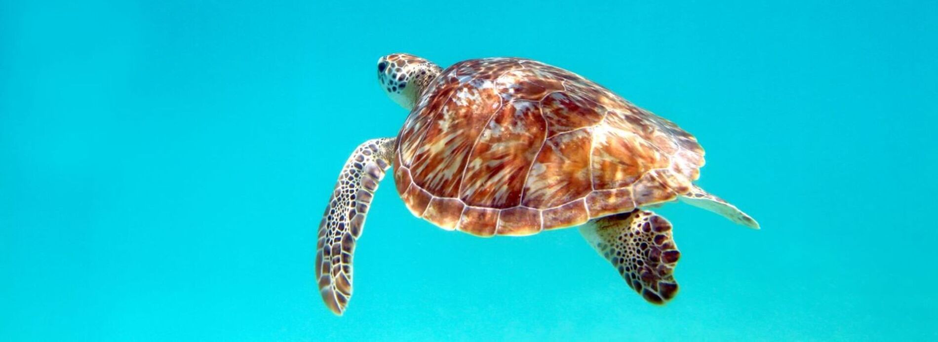 A beautiful close-up of a green sea turtle gliding effortlessly through clear turquoise waters, a symbol of local marine wildlife.