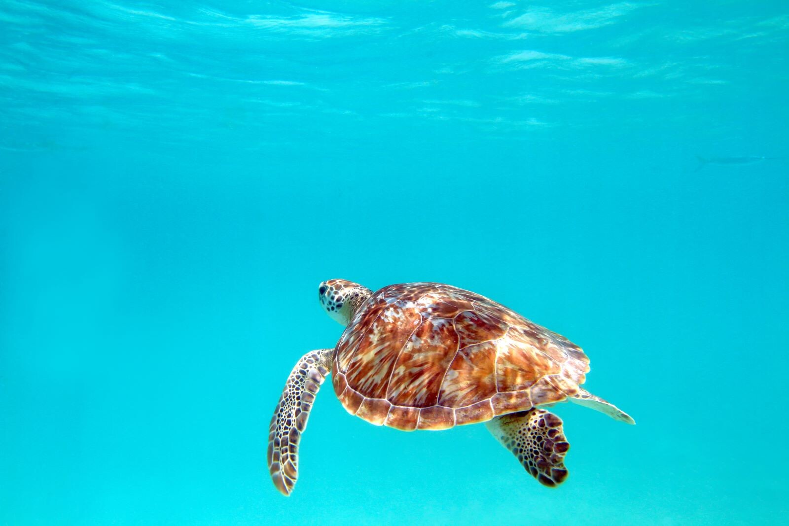 sea turtle in blue water
