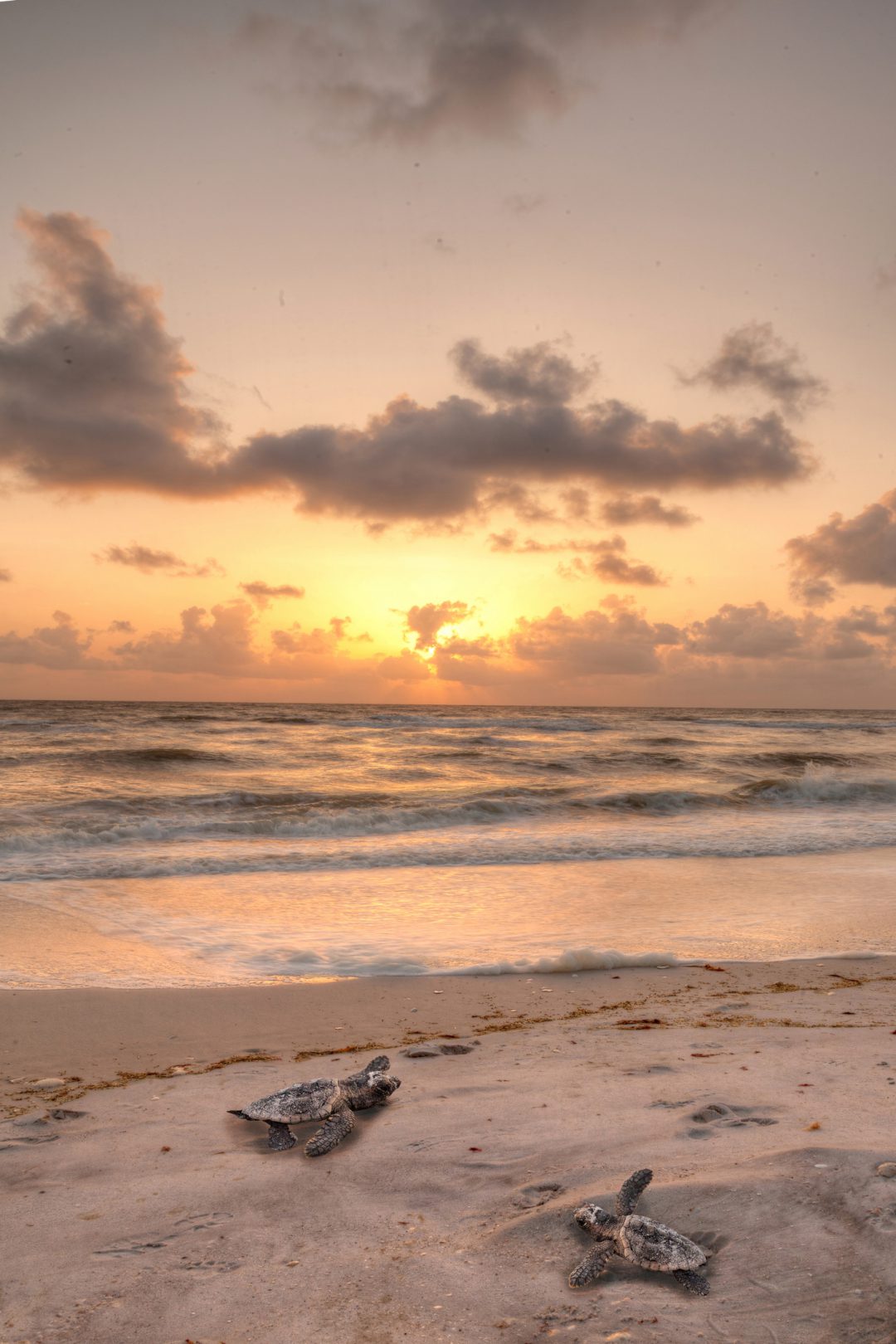 sea-turtles | South Padre Island Vacation Rentals What You Need to Know About the Sea Turtle Nesting Season on South Padre Island
