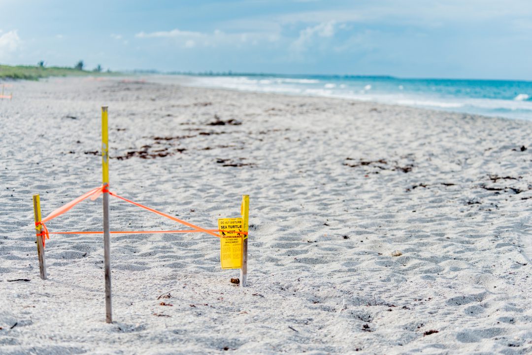 turtle-nest-flags | South Padre Island Vacation Rentals What You Need to Know About the Sea Turtle Nesting Season on South Padre Island