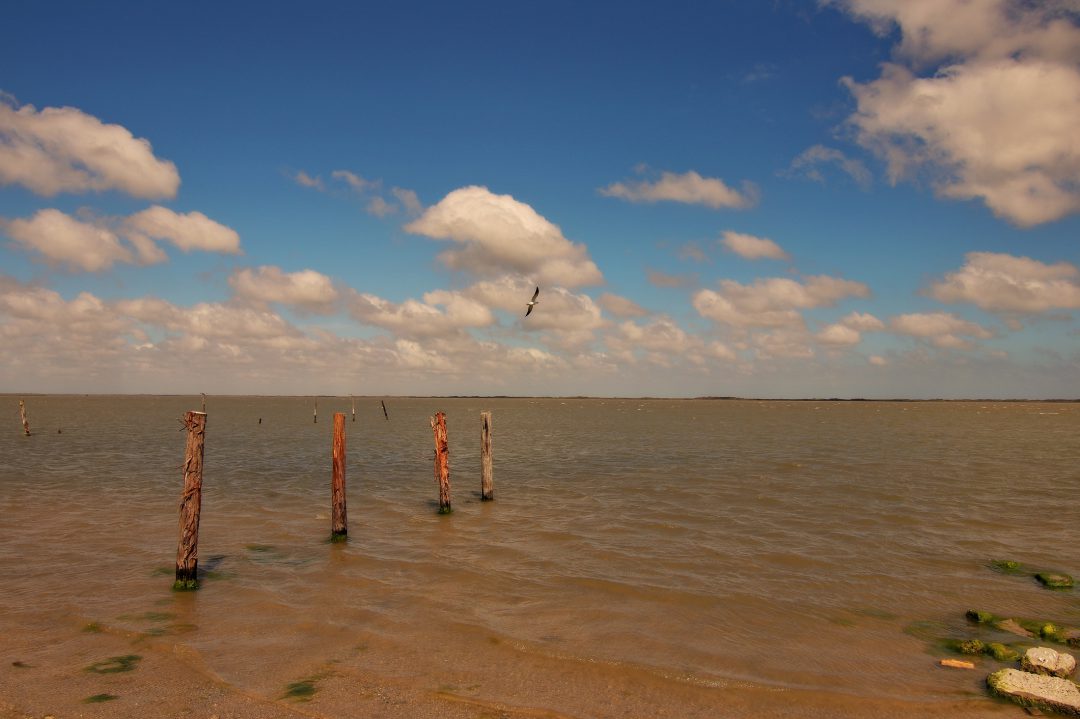 Laguna Madre Bay | South Padre Island Vacation Rentals South Padre Island Birding, Nature & Alligator Sanctuary