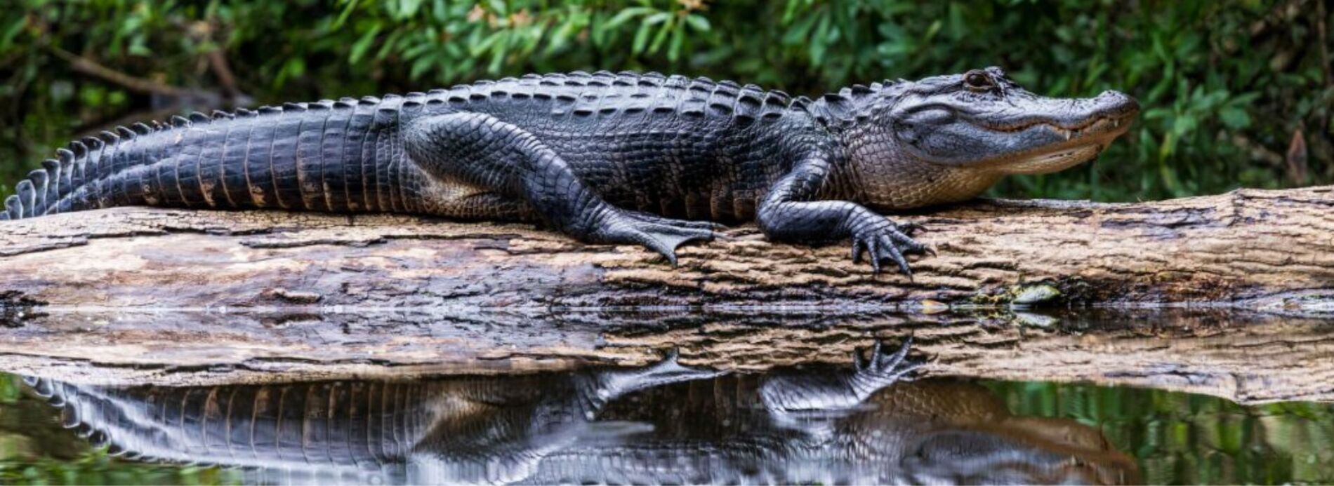 Close-up of an alligator resting on a log with its reflection cast in the water below, highlighting local wildlife and nature centers near South Padre Island.