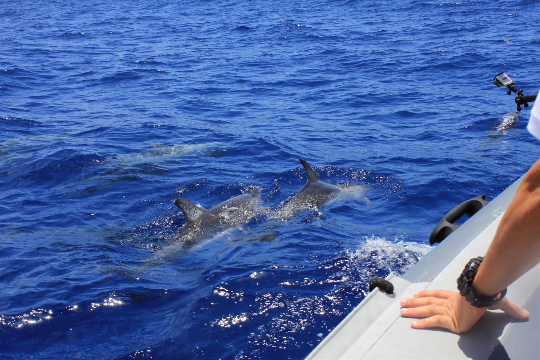 dolphin-tours | South Padre Island Vacation Rentals Spend your Summer Vacation on South Padre Island