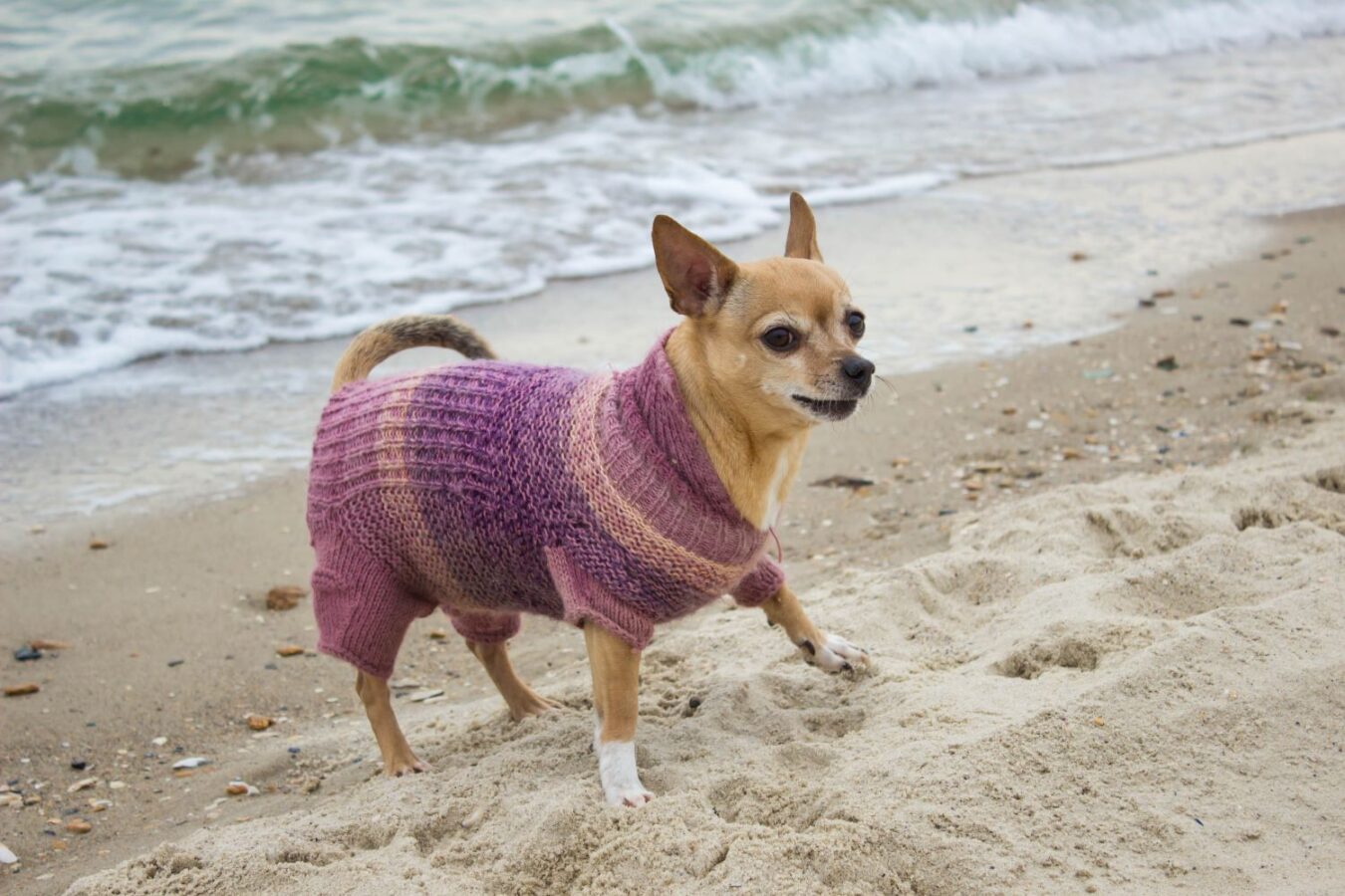 shutterstock_612630614 | South Padre Island Vacation Rentals Small dog in sweater on the beach