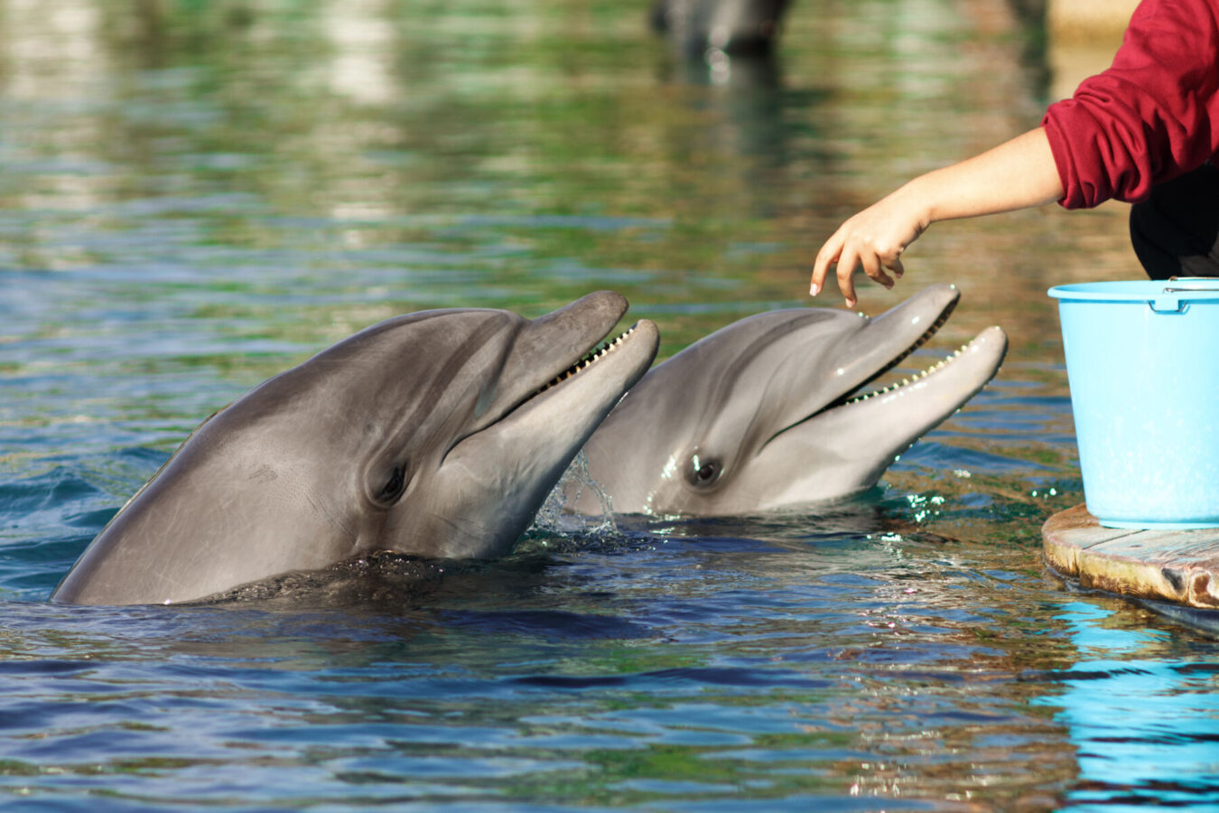 The,Fidding,Of,Young,Bottlenose,Dolphin,In,Red,Sea,Dolphinarium | South Padre Island Vacation Rentals Dolphin encounter on the water