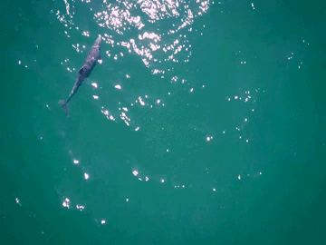 Dolphins 5 | South Padre Island Vacation Rentals dolphins on South Padre Island