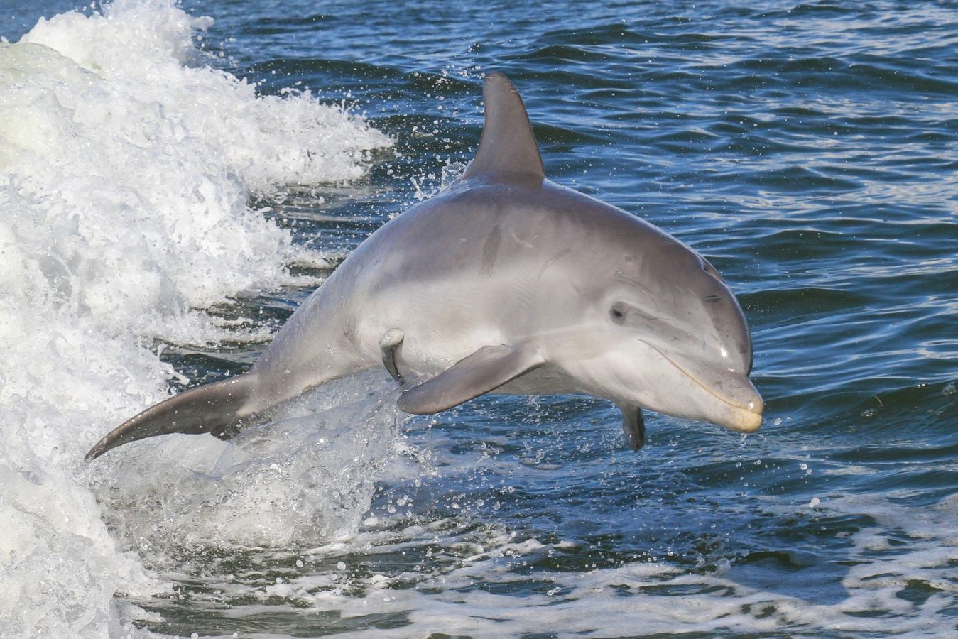 Dolphin-watching-tours-in-South-Padre-Island | South Padre Island Vacation Rentals Marine Wildlife on South Padre Island